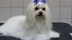 Rasă de însoțitor de câini